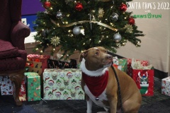 Santa Paws 2022