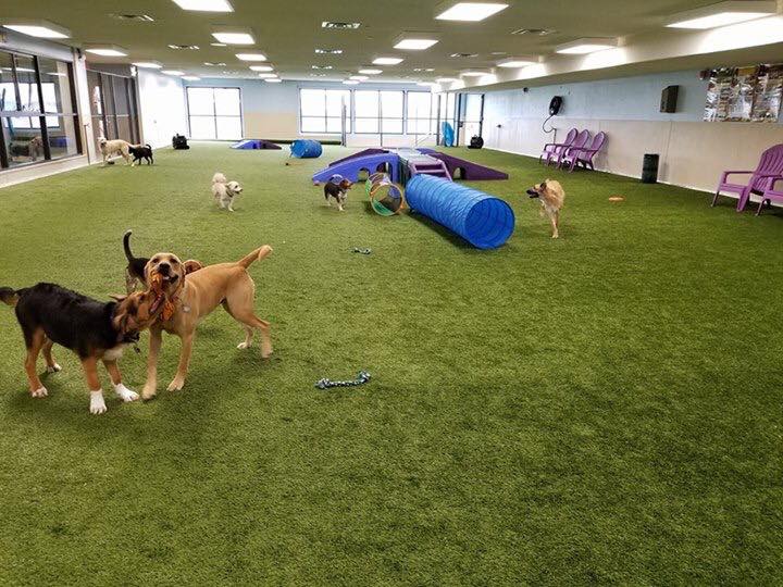 Indoor Dog Park Paws 4 Fun